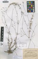 Type of Asperula eulaliae Sennen [family RUBIACEAE]