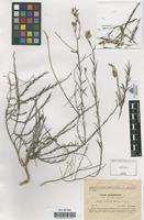 Type of Linum narbonense L. var. murcicum Sennen [family LINACEAE]