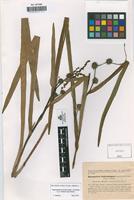Type of Sparganium roblesdegani Sennen & Gonzalo [family SPARGANIACEAE]