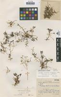 Syntype of Saxifraga trifurcata Schrad. var. legionensis Rothm. [family SAXIFRAGACEAE]