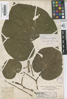 Filed as Pothomorphe lessertiana Miq. [family PIPERACEAE]