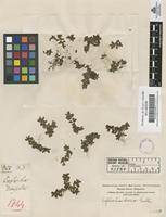 Filed as Euphorbia dioica Kunth. [family EUPHORBIACEAE]
