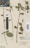 Filed as Euphorbia heterophylla L. [family EUPHORBIACEAE]