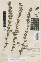 Filed as Lythrum vulneraria Schrank [family LYTHRACEAE]