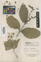 Filed as Petrea volubilis L. [family VERBENACEAE]