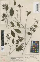 Filed as Hamelia versicolor A. Gray [family RUBIACEAE]