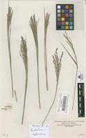 Filed as ? sp. [family GRAMINEAE]