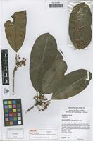 Isotype of Labramia mayottensis Labat, M. Pignal & O. Pascal [family SAPOTACEAE]