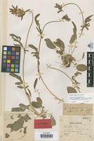 Lectotype of Anthyllis vulneraria L. var. leucocalyx Sennen & Pau [family LEGUMINOSAE-PAPILIONOIDEAE]