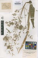 Original material of Avena sativa L. [family GRAMINEAE]