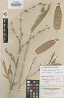 Original material of Guadua amplexifolia Presl. [family GRAMINEAE]