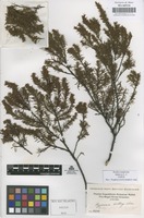 Original material of Hypericum brathys Small [family GUTTIFERAE]
