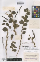 Original material of Chamaecrista rotundifolia (Pers.) Greene var. grandiflora (Benth.) Irwin & Barneby [family LEGUMINOSAE-CAESALPINIOIDEAE]