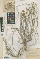 Type of Linum narbonense L. var. murcicum Sennen [family LINACEAE]