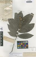 Syntype of Nauclea cumingiana S.Vidal [family RUBIACEAE]