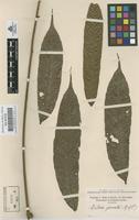 Original material of Talisia pinnata (Ruiz & Pav.) Radlk. [family SAPINDACEAE]