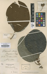 Original material of Blakea rotundifolia D. Don [family MELASTOMATACEAE]