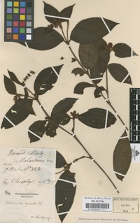 Original material of Clidemia spicata DC. [family MELASTOMATACEAE]