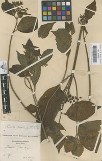 Original material of Hamelia patens Jacq. [family RUBIACEAE]