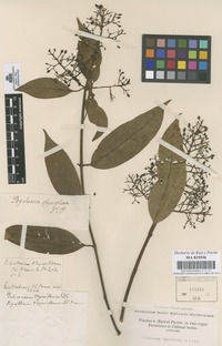 Original material of Palicourea thyrsiflora (Ruiz & Pav.) DC. [family RUBIACEAE]