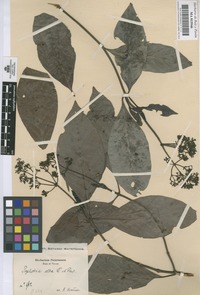 Original material of Psychotria alba Ruiz & Pav. [family RUBIACEAE]