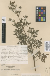 Original material of Ambrosia artemisiaefolia L. [family COMPOSITAE]