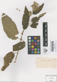 Original material of Sessea stipulata Ruiz & Pav. [family SOLANACEAE]