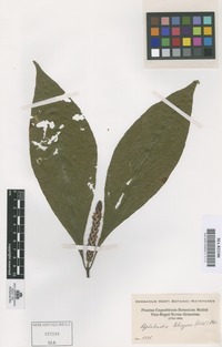 Original material of Aphelandra tetragona (Vahl) Nees [family ACANTHACEAE]