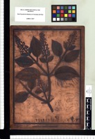 Arthrostema [sic] caulialatum. Copperplate from the Flora Peruviana et Chilensis publication (1792-1822)