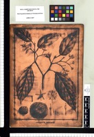 Aubletia ferruginea. Copperplate from the Flora Peruviana et Chilensis publication (1792-1822)