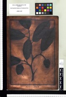 Annona microcarpa. Copperplate from the Flora Peruviana et Chilensis publication (1792-1822)