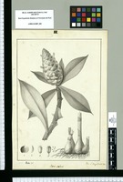 Costus scaber / Rubio del., Vinc[entius] L[ópez] Enguidanos inc. Original drawing from Ruiz & Pavón Expedition (1777-1816)