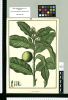Acosta aculeata / Fran[cis]co Pulgar. Original drawing from Ruiz & Pavón's Expedition (1777-1816)