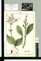 Justicia longistaminea y Justicia mucronata / J[osé] Rubio del., P[etrus] Nolascus Gascó Sc. Original drawing from Ruiz & Pavón's Expedition (1777-1816)