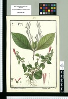 Dianthera secundiflora y Dianthera repens / I[sidro] Galvez del., Vinc[entius] Pasq[ual] Perez Sc. Original drawing from Ruiz & Pavón's Expedition (1777-1816)