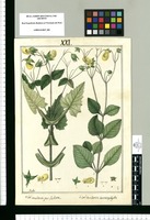 Calceolaria perfoliata y Calceolaria heterophylla / Rubio. Original drawing from Ruiz & Pavón's Expedition (1777-1816)