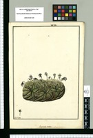 Pinguicula stellata / Fran[cis]co Pulgar. Original drawing from Ruiz & Pavón's Expedition (1777-1816)