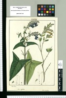 Salvia sagittata, Salvia integrifolia / Josef Rubio. Original drawing from Ruiz & Pavón's Expedition (1777-1816)