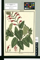 Salvia excisa / Fran[cis]co Pulgar. Original drawing from Ruiz & Pavón's Expedition (1777-1816)