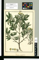 Columellia acinaciformis / Galvez. Original drawing from Ruiz & Pavón's Expedition (1777-1816)