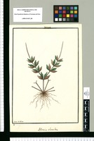Peperomia rhombea / Ysidro de Galvez. Original drawing from Ruiz & Pavón's Expedition (1777-1816)