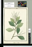 Peperomia obliqua / Galvez. Original drawing from Ruiz & Pavón's Expedition (1777-1816)