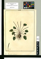 Peperomia tuberosa / Fran[cis]co Pulgar. Original drawing from Ruiz & Pavón's Expedition (1777-1816)