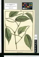 Piper dichotomum / Brunete. Original drawing from Ruiz & Pavón's Expedition (1777-1816)