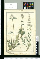 Valeriana interrupta, Valeriana hyalinorrhiza y Valeriana connata / Joseph Rubio. Original drawing from Ruiz & Pavón's Expedition (1777-1816)