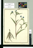 Commelina fasciculata / Ysidro Galbez. Original drawing from Ruiz & Pavón's Expedition (1777-1816)