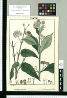 Callicarpa cordifolia y Callicarpa globiflora / J[osep]h Rubio. Original drawing from Ruiz & Pavón's Expedition (1777-1816)