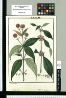 Buddleja globosa y O-Higginsia [sic] aggregata / Ysidro de Galvez. Original drawing from Ruiz & Pavón's Expedition (1777-1816)