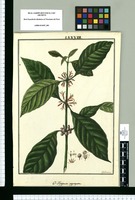 O-Higginsia [sic] aggregata / Galvez. Original drawing from Ruiz & Pavón's Expedition (1777-1816)