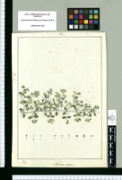 Nerteria [sic] repens / Rubio. Original drawing from Ruiz & Pavón's Expedition (1777-1816)